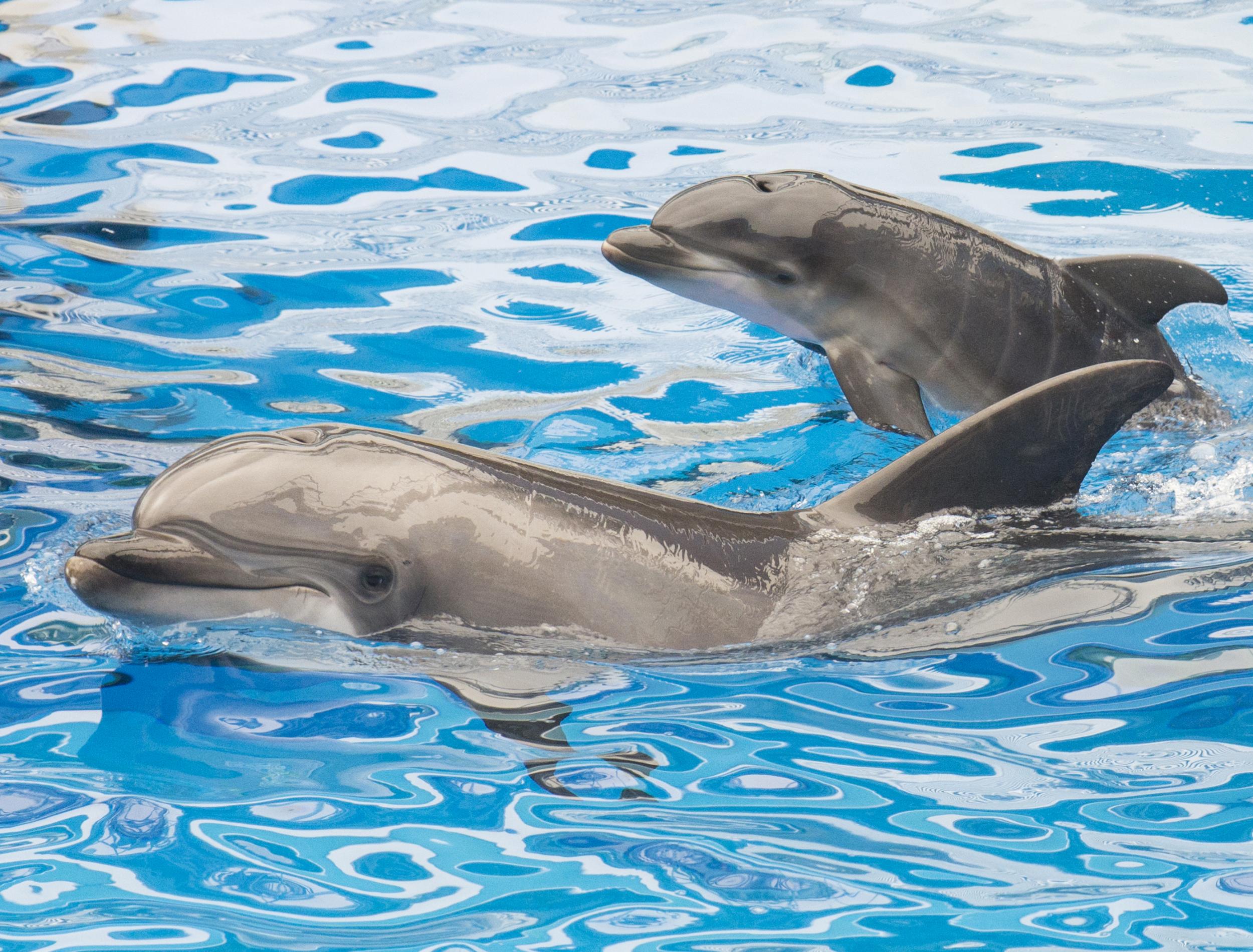 A dolphin and her calf at SeaWorld San Diego