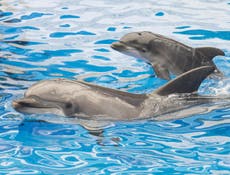 Dolphins' immune systems are failing due to polluted oceans