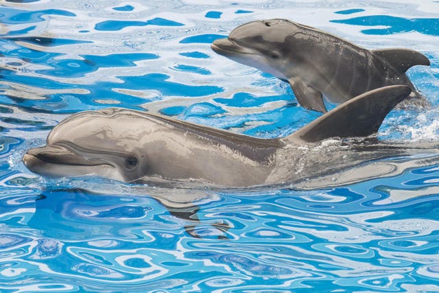 A dolphin and her calf at SeaWorld San Diego