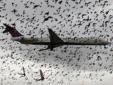 What happens when a bird strikes a plane?