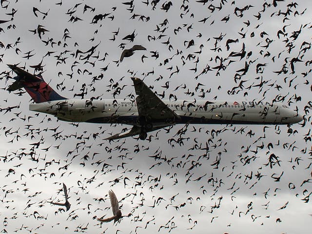 A flock of birds surrounds a flight landing in Washington, DC. Birds normally encounter planes during take-off or landing