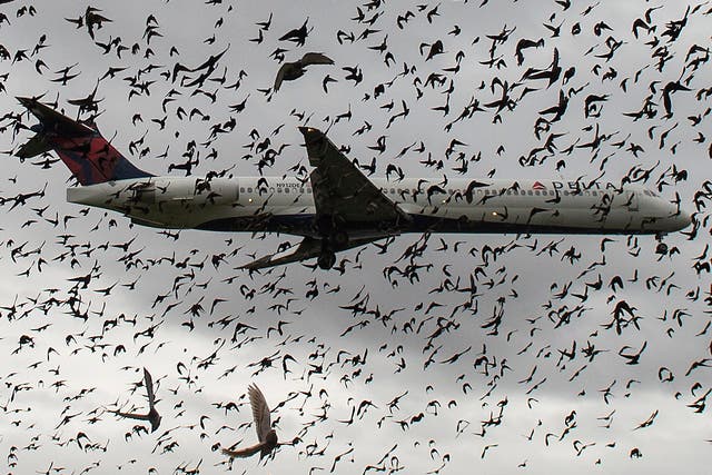 A flock of birds surrounds a flight landing in Washington, DC. Birds normally encounter planes during take-off or landing