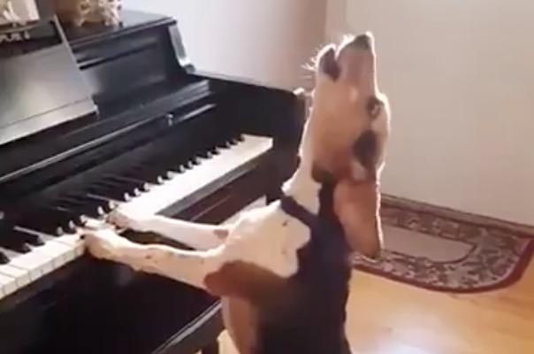 Singer-songwriter beagle plays avant garde ballad | The Independent