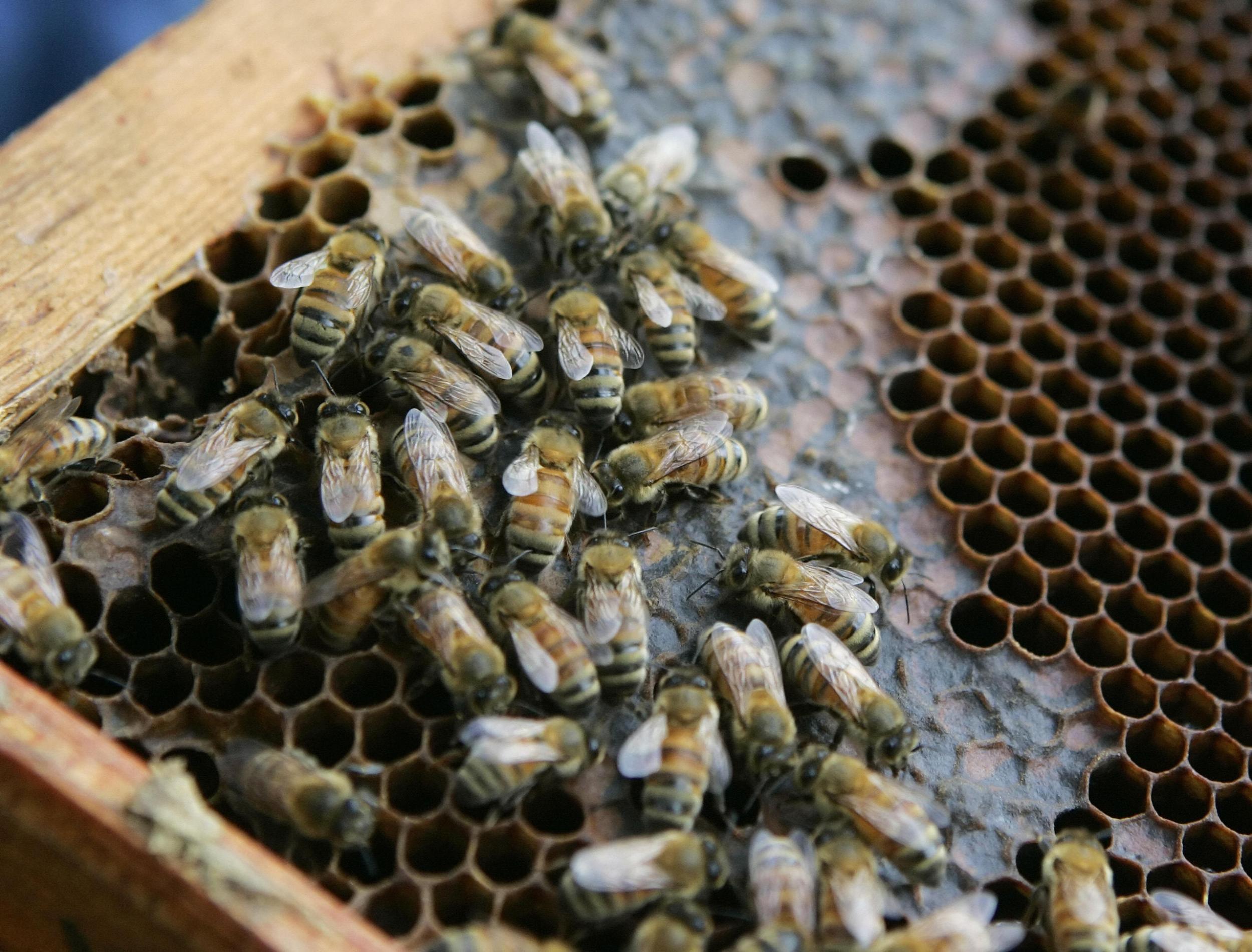 Honey bees walk on a hive