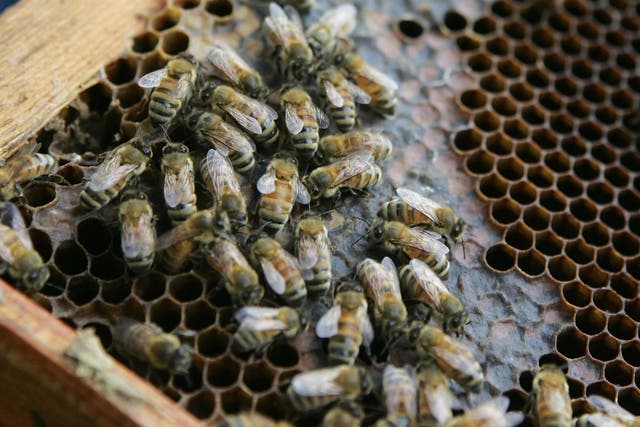Honey bees walk on a hive