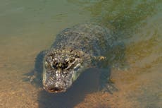 10-year-old girl prises open alligator's mouth to free leg