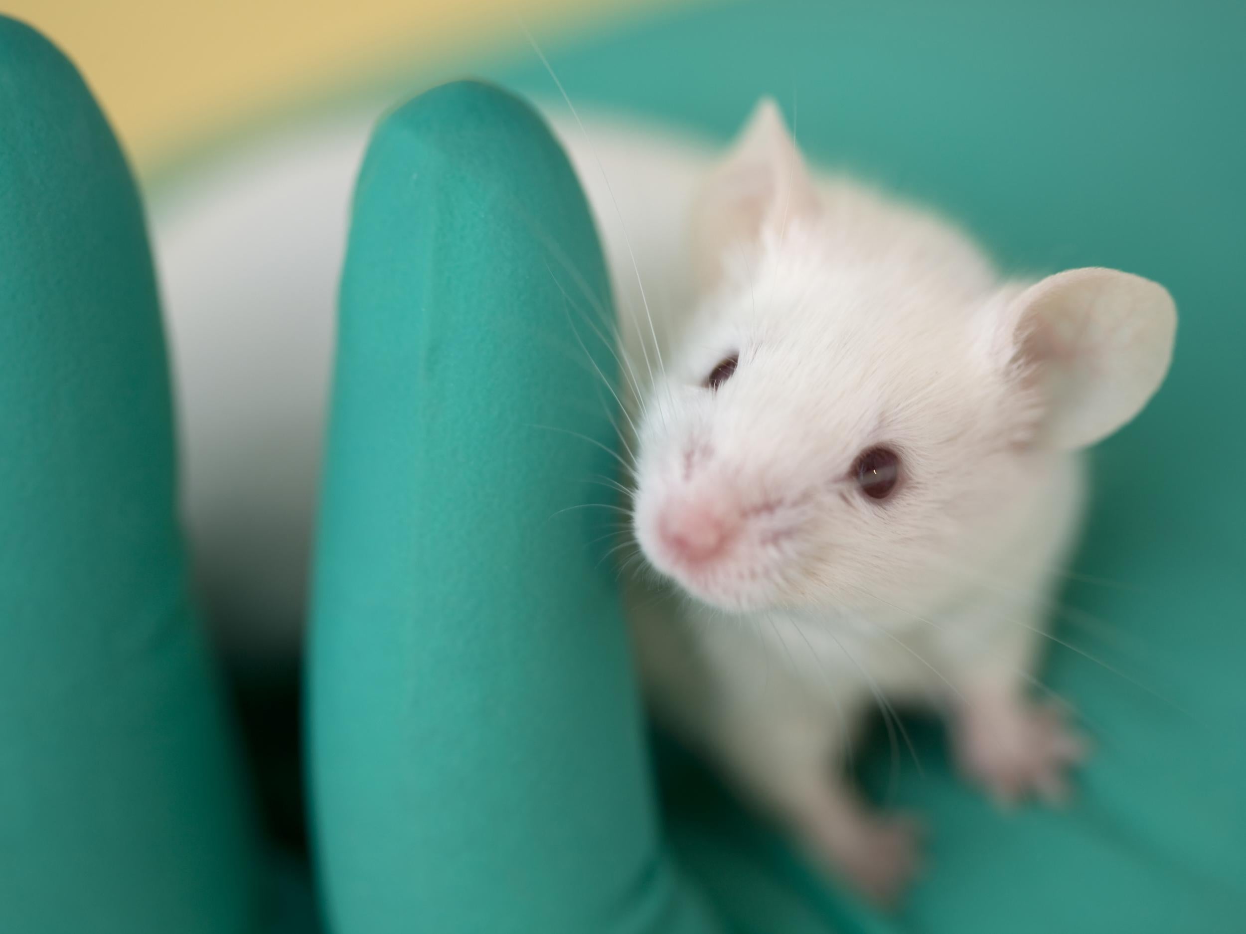 Older mice who received cannbinoids showed improved learning and memory