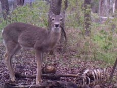 Deer caught eating human remains for first time, say scientists