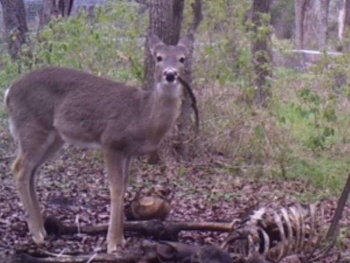 Deer caught eating human remains for first time, say scientists | The  Independent | The Independent