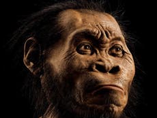 Mysterious ancient humans prompt rethink of early brain evolution
