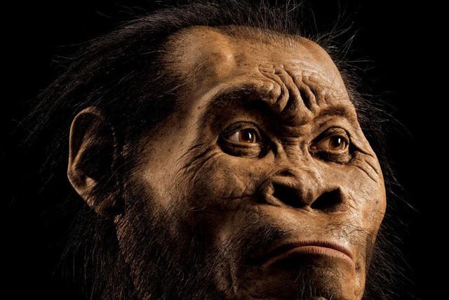 'Homo naledi' had a brain the size of an orange - yet a new study suggests the species displayed advanced characteristics