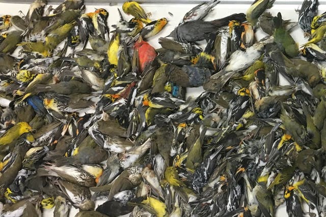 Some of the nearly 400 dead birds which crashed into the American National Building during a storm