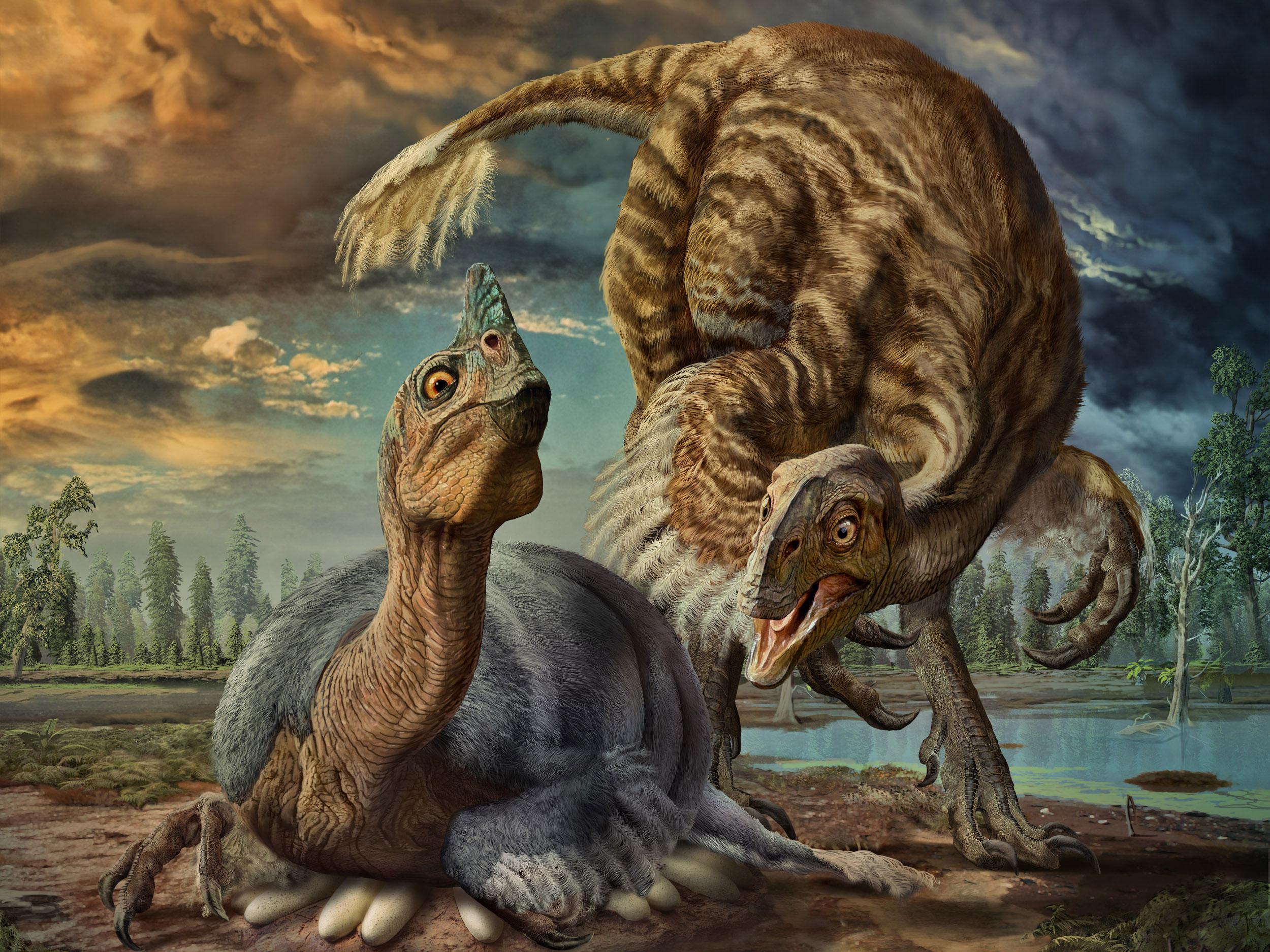 A gigantic cassowary-like dinosaur named Beibeilong sits on a nest of eggs in this artist's impression
