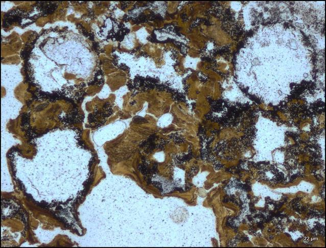 Spherical bubbles preserved in 3.48-billion-year-old rocks in the Dresser Formation in the Pilbara in Western Australia