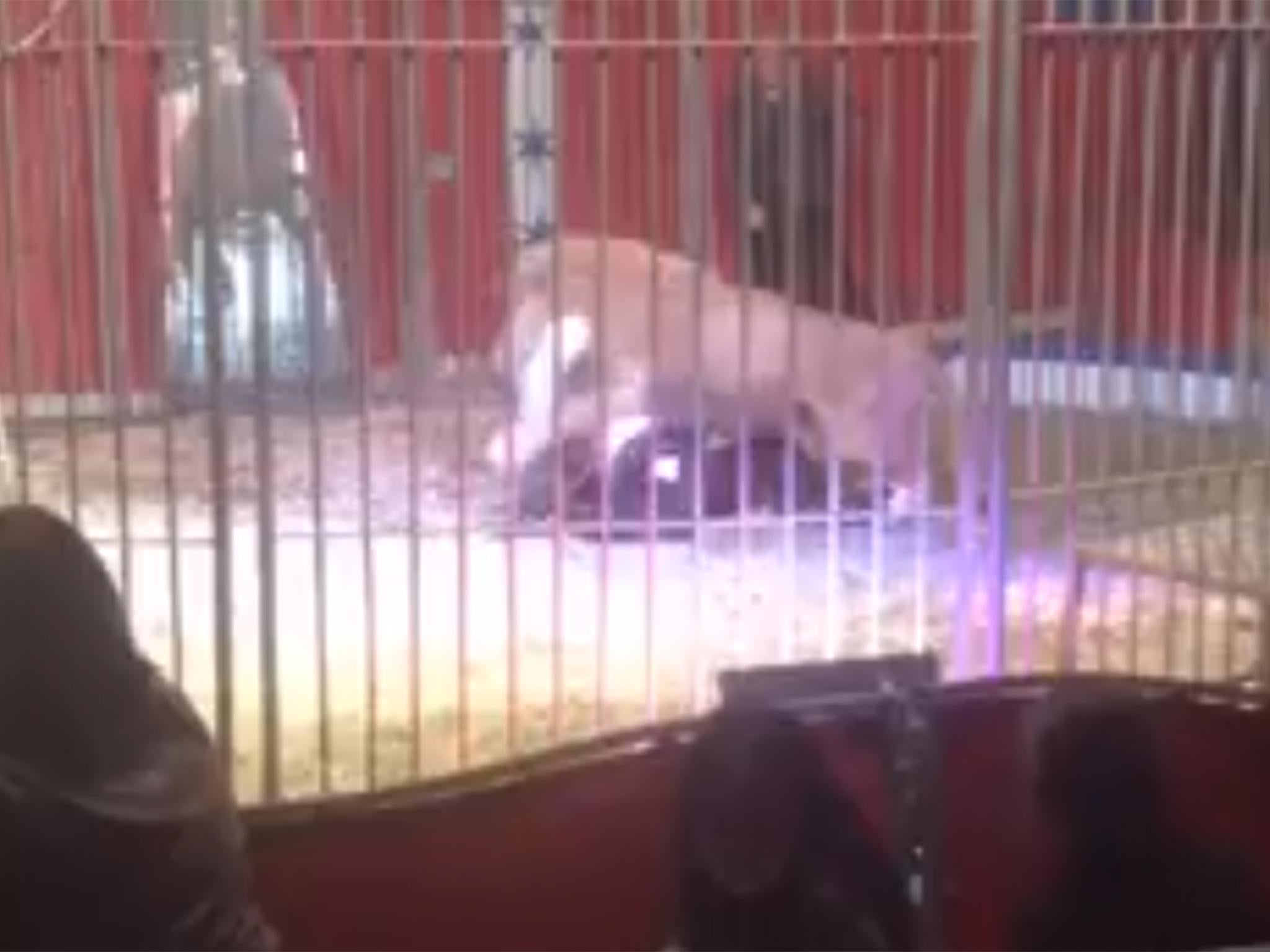 French circus lion attacks tamer and slashes his throat in front of  audience | The Independent | The Independent