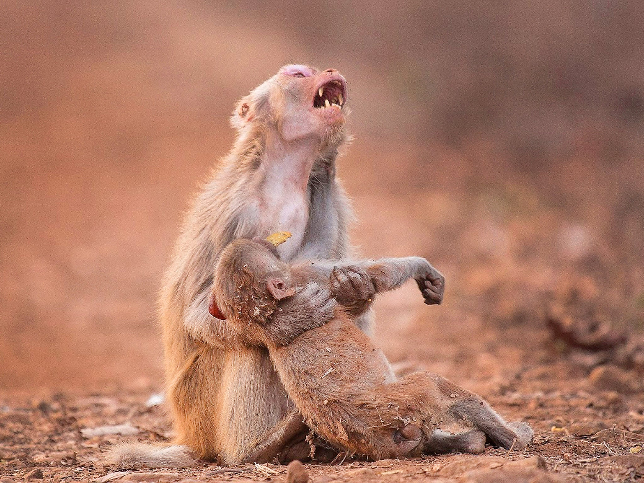 A monkey seems to cry out as it clutches a baby monkey in Jabalpur, India