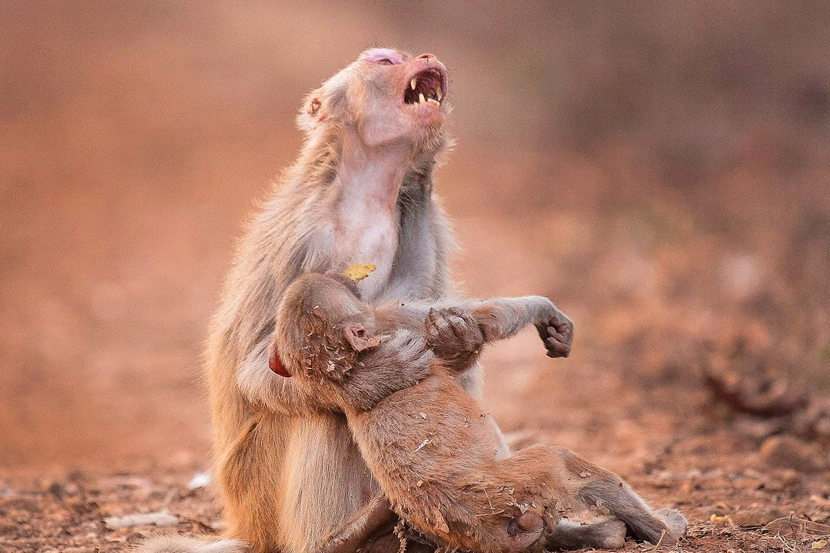 Monkey appears to mourn 'dead' infant in moving photograph | The ...