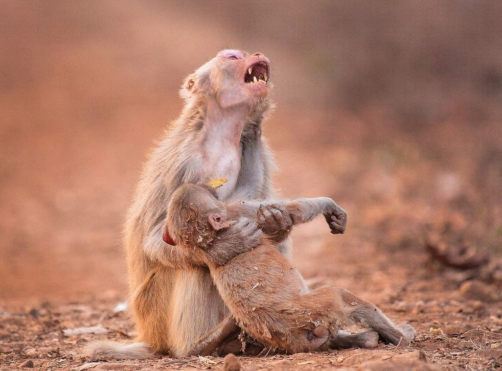 A monkey seems to cry out as it clutches a baby monkey in Jabalpur, India