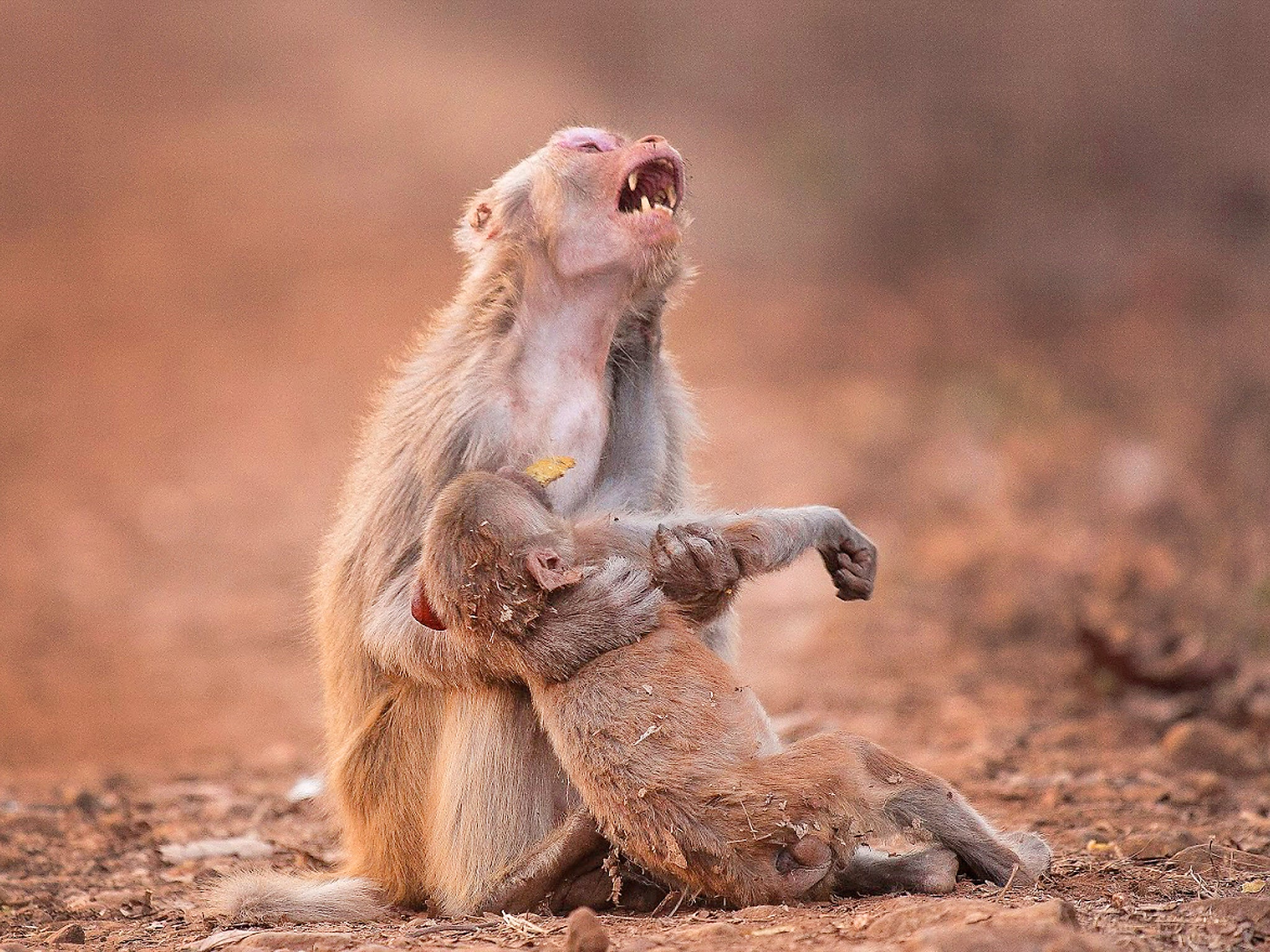 Monkey appears to mourn 'dead' infant in moving photograph | The  Independent | The Independent