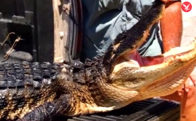 ‘Girl saves herself from gator’s jaws’: headline on US television report