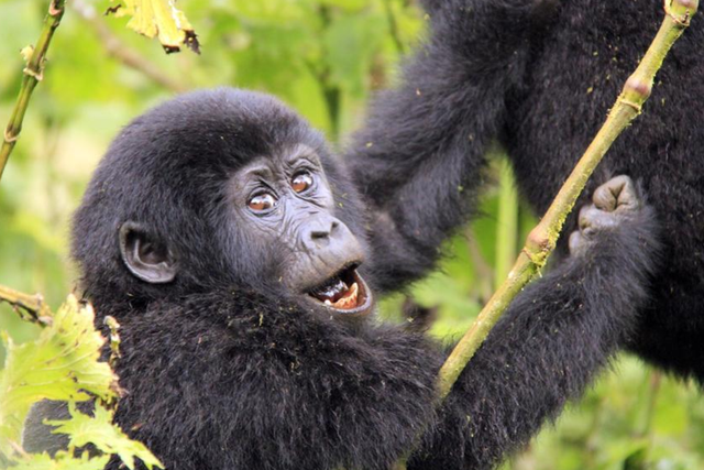 A classic gorilla itinerary in Rwanda will double in price. Rates in Uganda (pictured) have remained steady for now