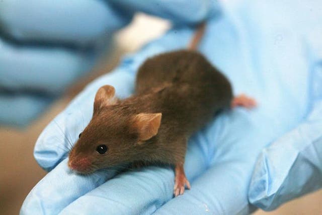 Nearly two million animals were created or bred last year but were not used in further procedures, 86 per cent (1.65 million) of which were mice