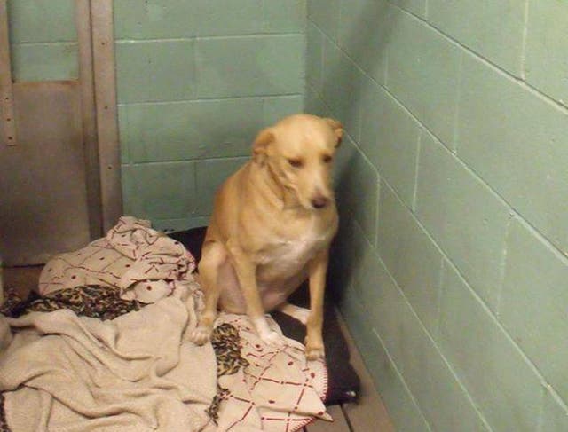 Lana the Labrador cross in 2015, when she was first returned to the shelter