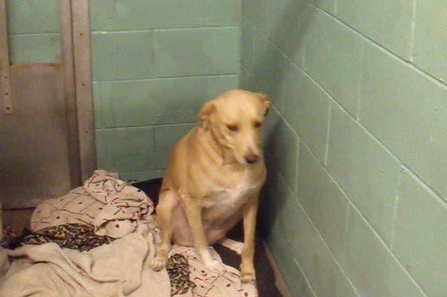 Lana the Labrador cross in 2015, when she was first returned to the shelter