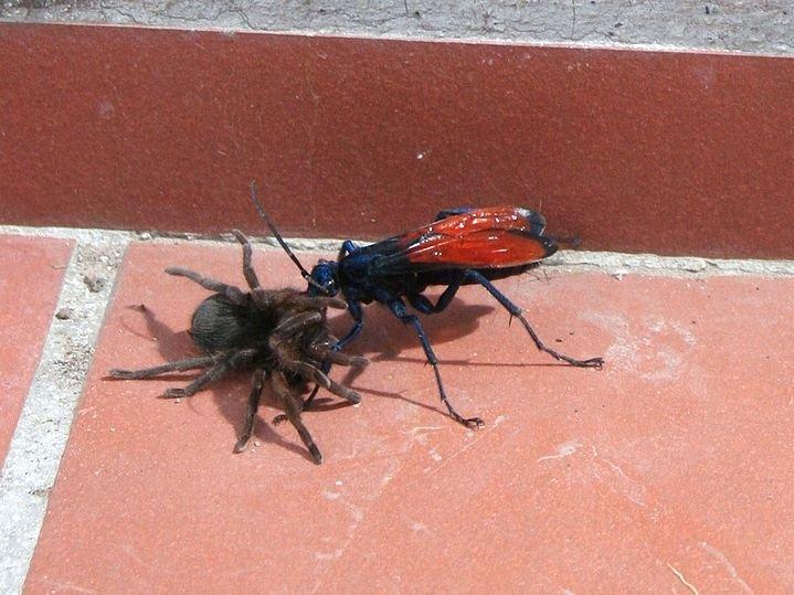 (A tarantula hawk dragging an envenomed tarantula.Julio.ospinao/Wikimedia Commons