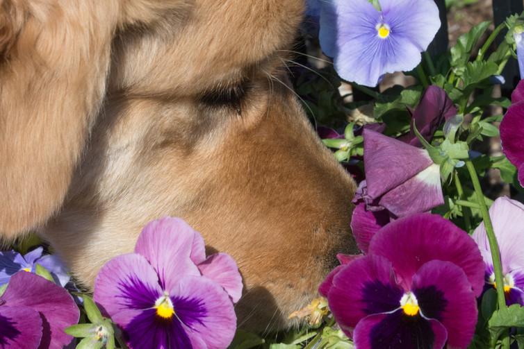 Dogs excel at smelling tests, but could humans train to be just as good?