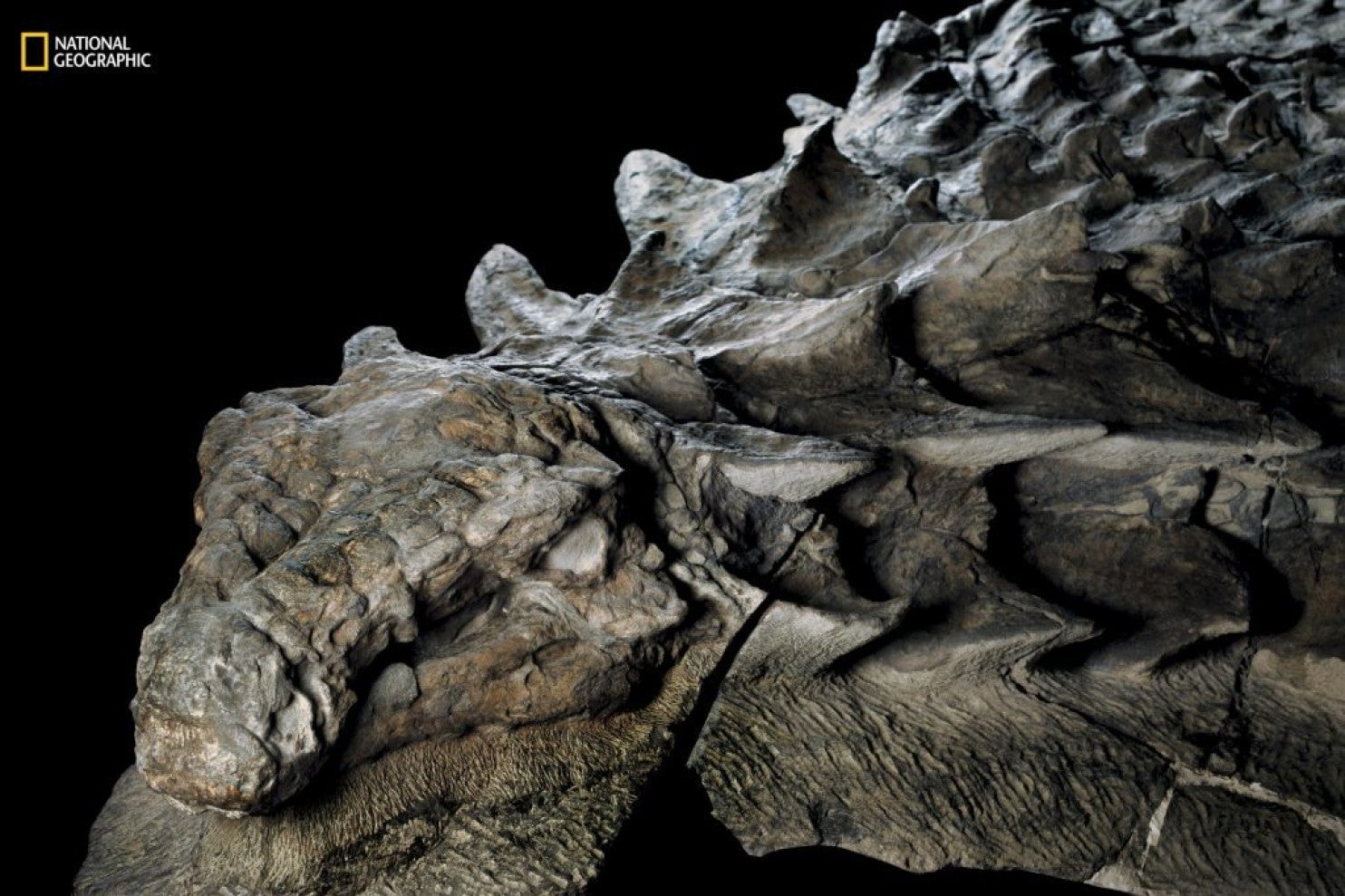 A close-up of the nodosaur fossil. The dinosaur’s head is clearly visible