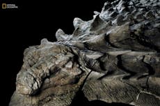 Dinosaur fossil discovered so well preserved it looks like a statue