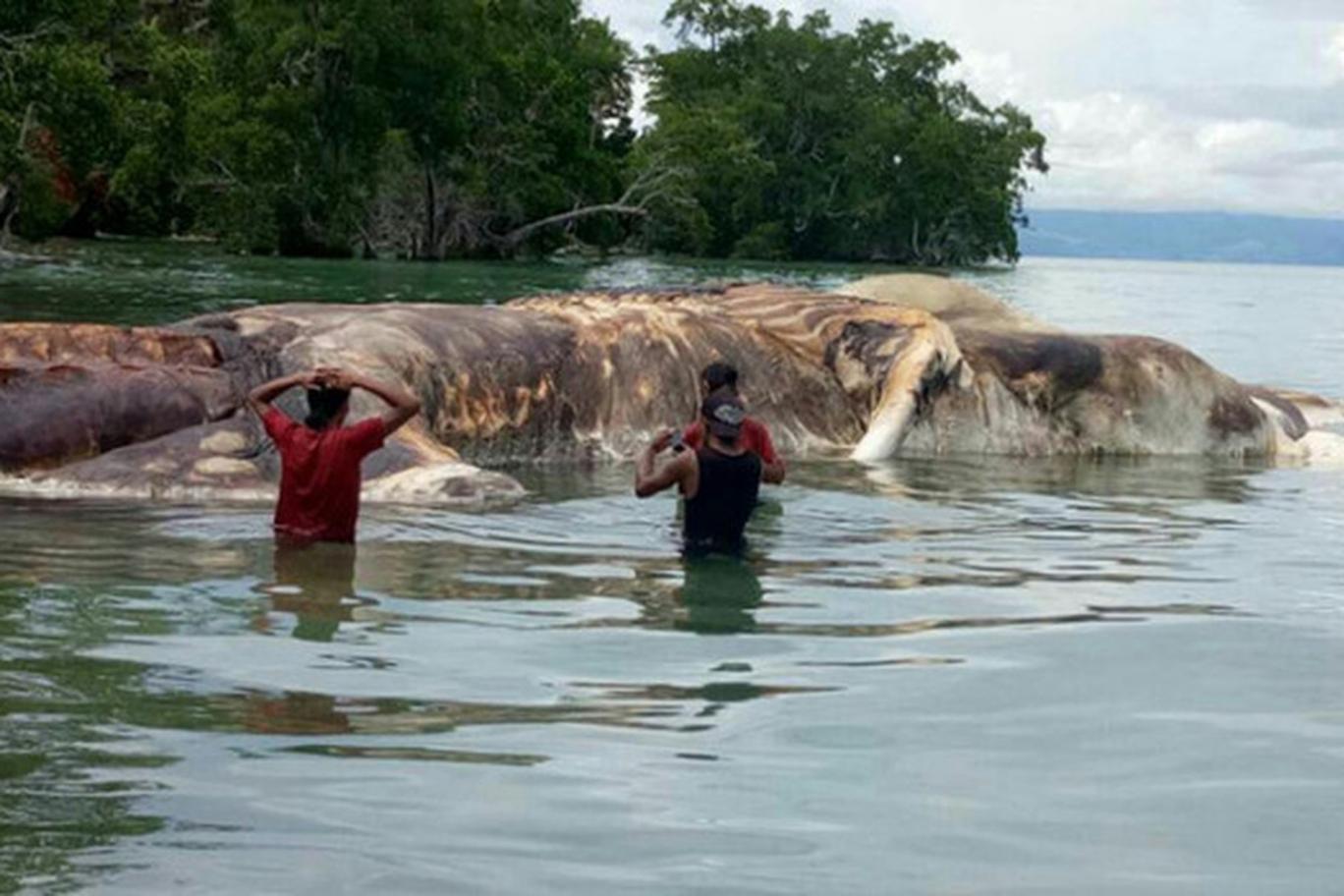 Image result for Scientists identify a 50-foot mystery sea beast washed up on Indonesian beach?