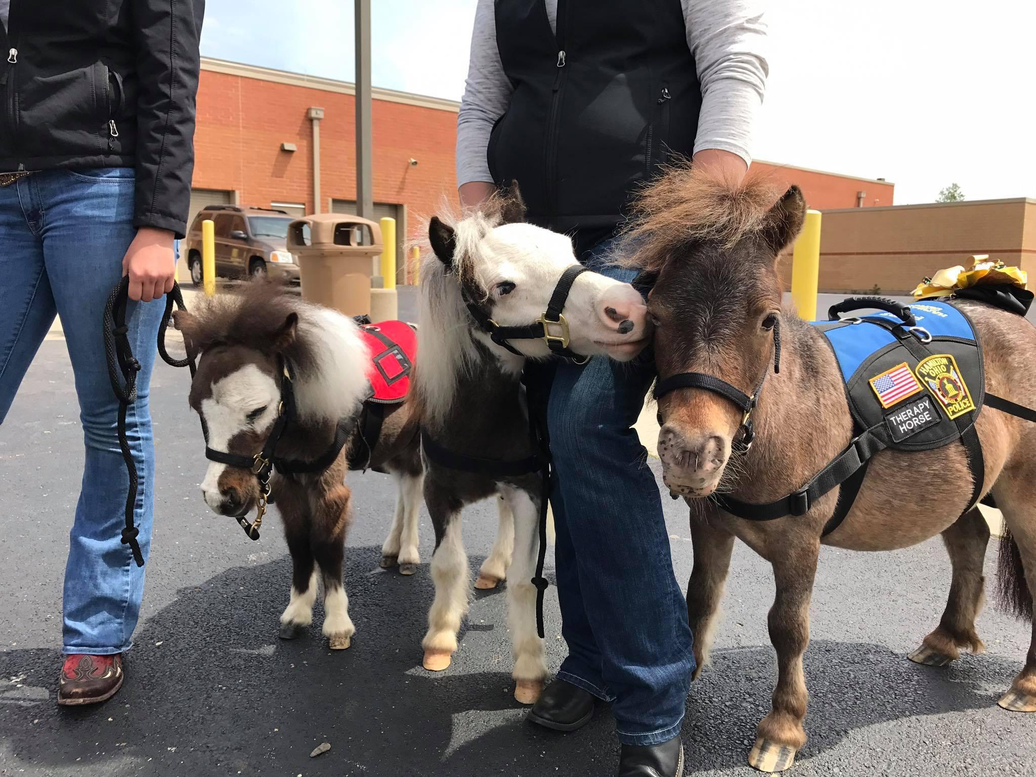 The mini horses are trained to deal with the stresses and strains of an airport environment