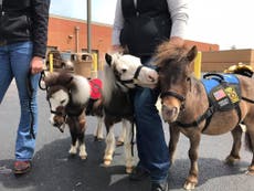 This airport has 'mini therapy horses' to de-stress travellers