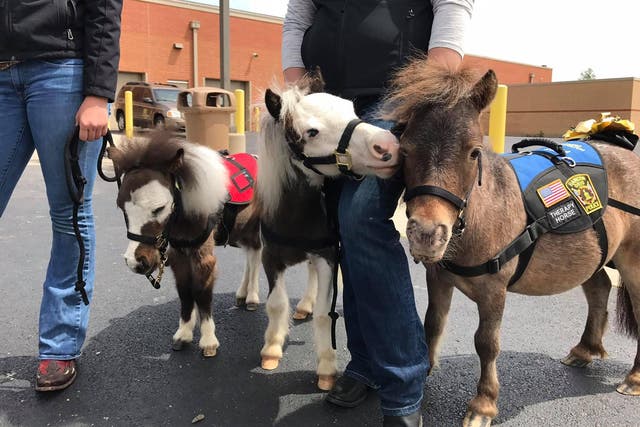 The mini horses are trained to deal with the stresses and strains of an airport environment