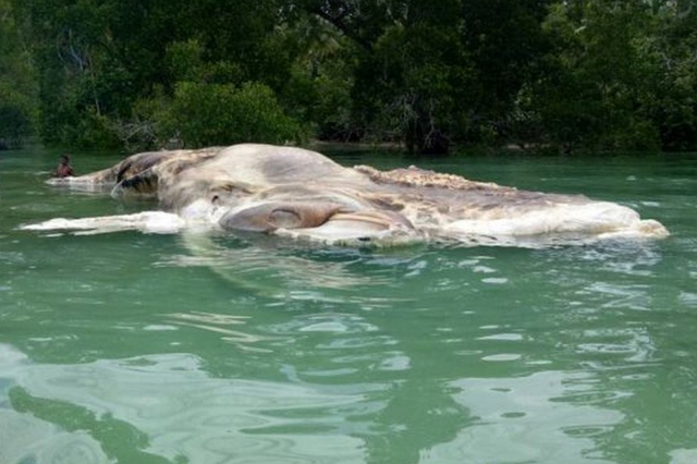 A giant sea creature washed up in Indonesia