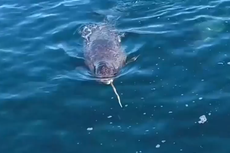 Scientists crack mystery of Narwhals with rare video footage