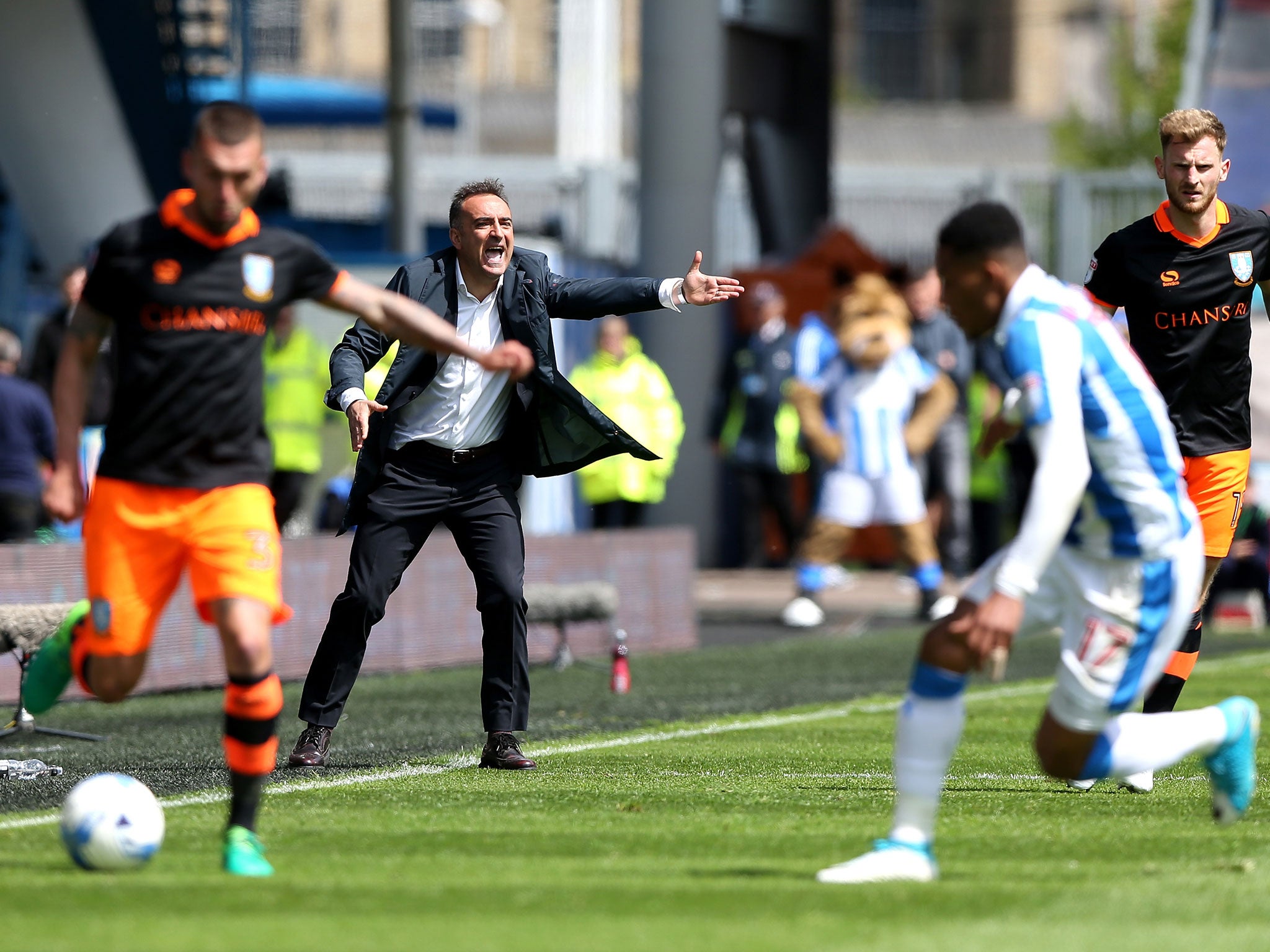 Carlos Carvalhal issues instructions from the sideline