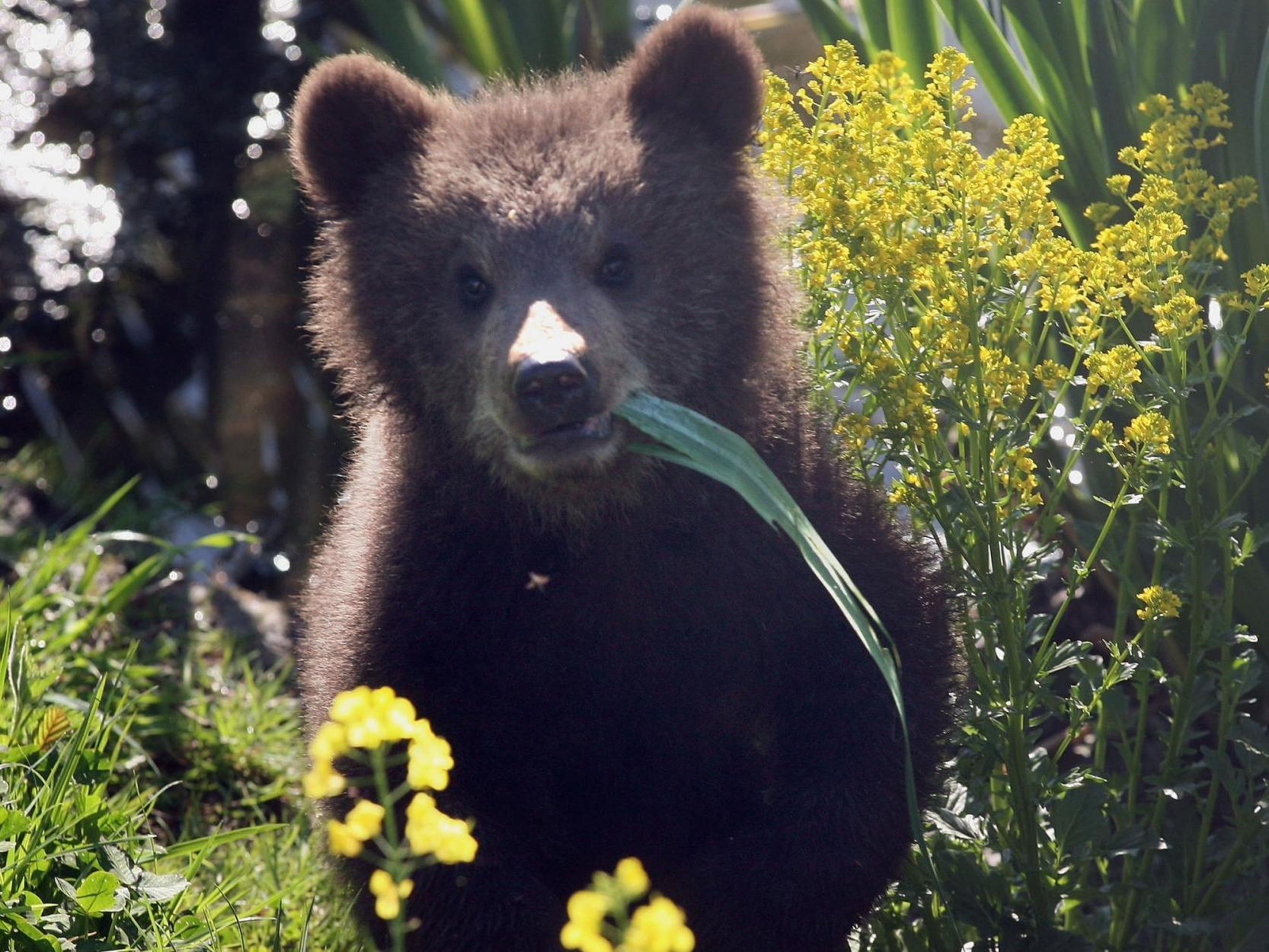 Brown bear cubs play with their mother, Mia, at a wildlife park on April 27, 2007, in Poing, Germany.