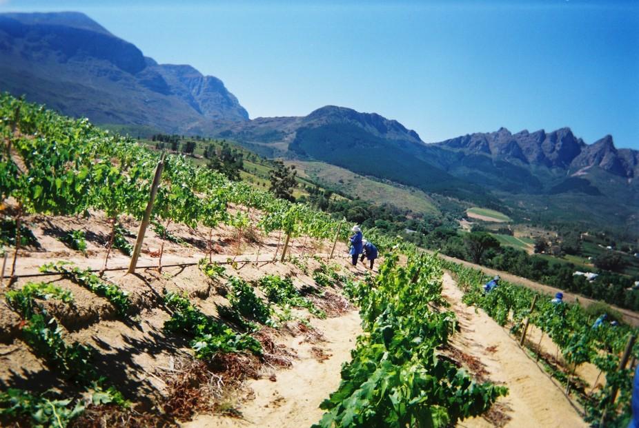 Fairtrade grape production, Western Cape, South Africa
