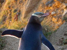 New Zealand's iconic yellow-eyed penguins face extinction in 25 years