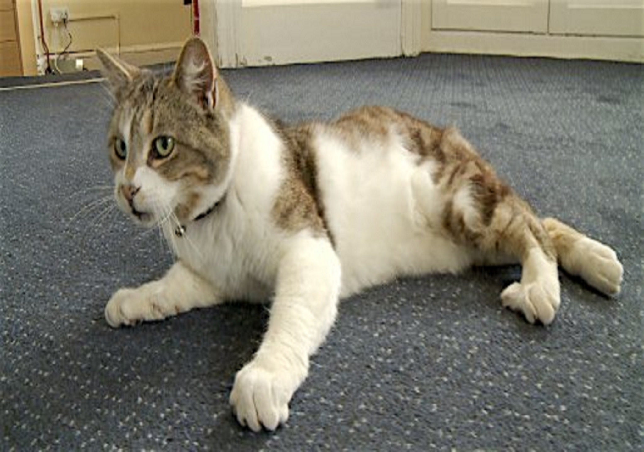 Missy the Cat was formerly 'Morale Officer' at Tewkesbury Town Hall