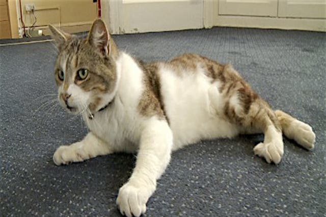 Missy the Cat was formerly 'Morale Officer' at Tewkesbury Town Hall
