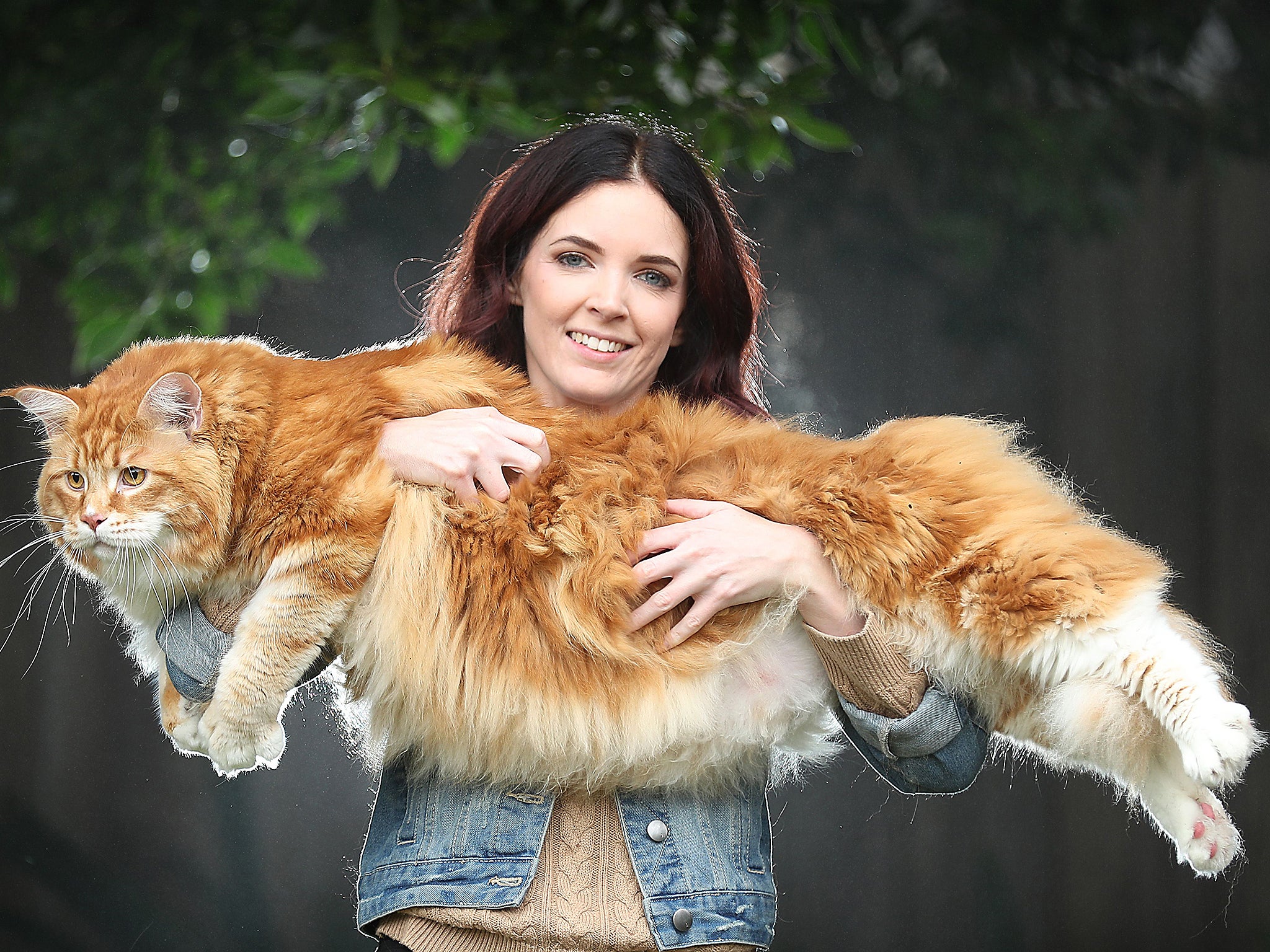 'World's longest cat' in bid for record recognition | The ...