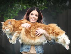 'World's longest cat' in bid for record recognition