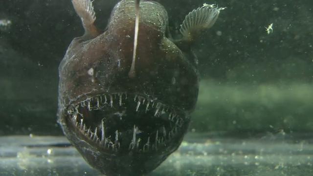 A humpback anglerfish (Melanocetus johnsonii)