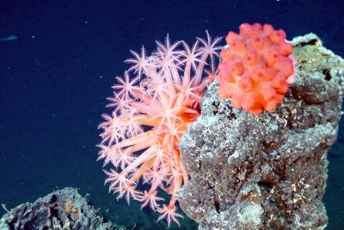 Deep sea coral is at risk from unregulated bottom trawling (NOAA)