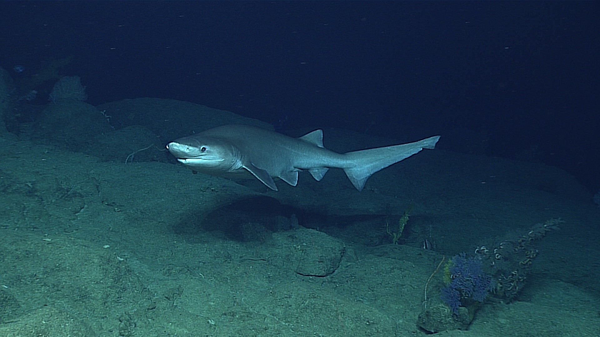 The sixgill shark has few modern relatives
