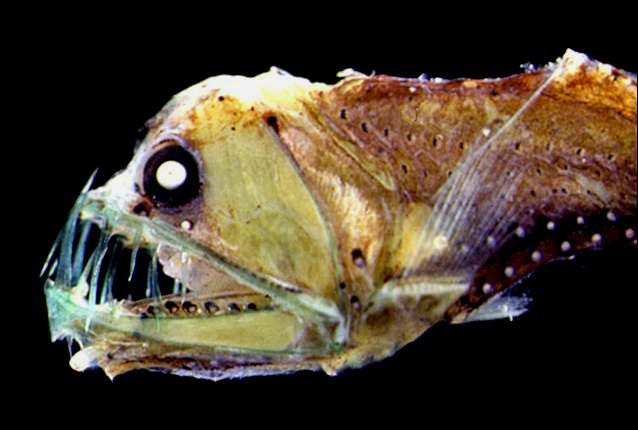 A Sloane's viperfish (Chauliodus sloani) from the Messina Straits